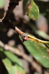 Neuroterus escharensis