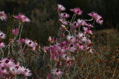 Syncarpha canescens canescens