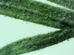 Podosphaera plantaginis