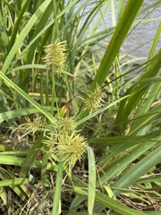 Cyperus congestus