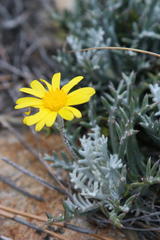 Euryops othonnoides