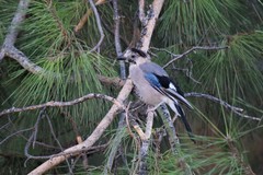Garrulus glandarius