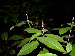 Miconia nervosa