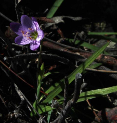 Geissorhiza foliosa