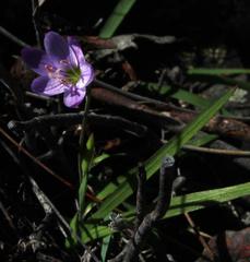 Geissorhiza foliosa