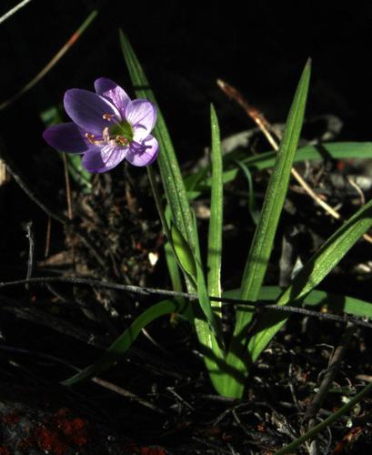 Geissorhiza foliosa
