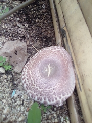 Leucoagaricus lilaceus