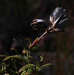 Freylinia densiflora