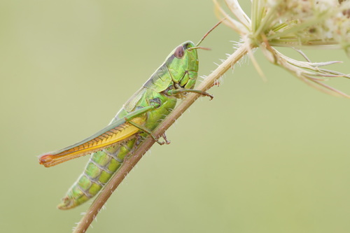 Small Gold Grasshopper