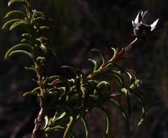 Freylinia densiflora