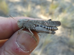 Arphia pseudonietana