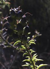 Freylinia densiflora