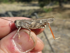 Cratypedes neglectus