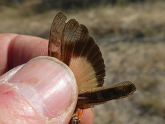 Cratypedes neglectus