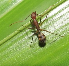 Camponotus cingulatus