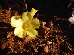 Oxalis flava flava