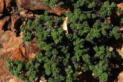 Pelargonium alternans