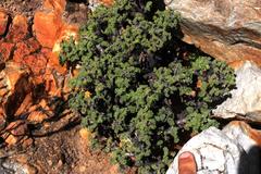 Pelargonium alternans