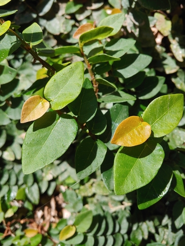 Creeping fig (Ficus pumila)