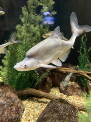 Gila cypha