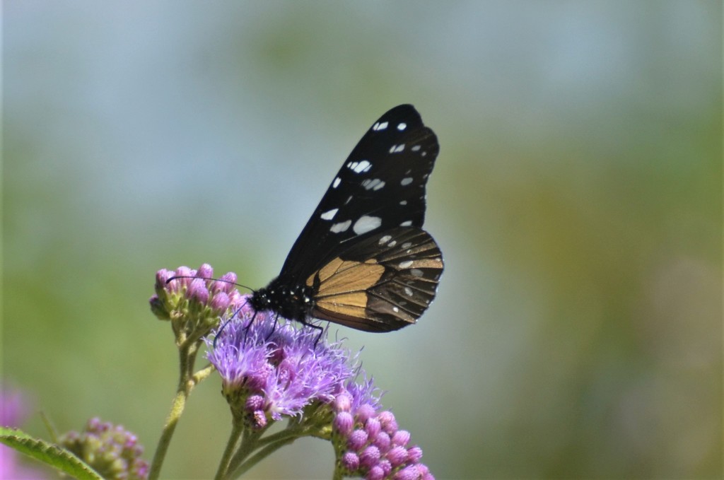 Amauris ellioti