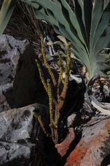 Crassula muscosa muscosa