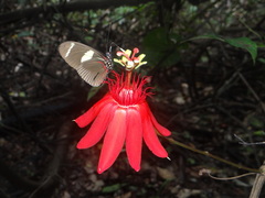 Passiflora quadriglandulosa