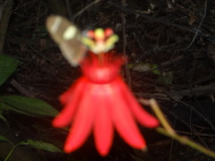 Passiflora quadriglandulosa
