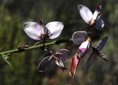 Polygala microlopha microlopha