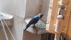 Corvus splendens