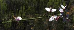 Polygala microlopha microlopha