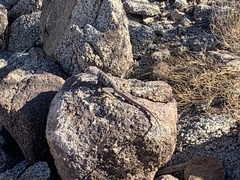 Crotaphytus vestigium