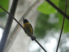 Euphonia minuta
