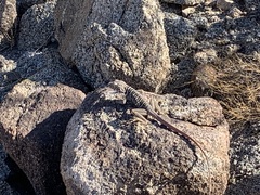 Crotaphytus vestigium