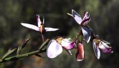 Polygala microlopha microlopha