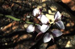 Polygala microlopha microlopha
