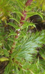 Cullumia carlinoides