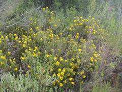 Cullumia carlinoides