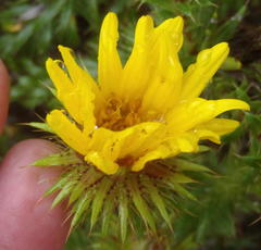 Cullumia carlinoides