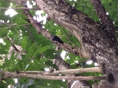 Melanerpes portoricensis