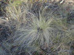 Festuca campestris