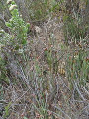 Hypodiscus procurrens