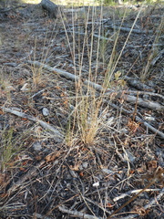 Festuca occidentalis