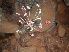 Strumaria unguiculata