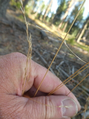 Festuca occidentalis