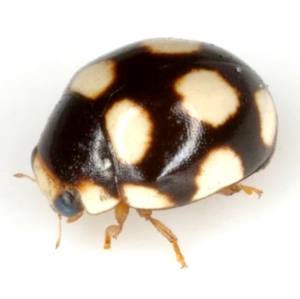 Texas Ten-spotted Spurleg