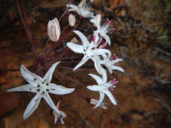 Strumaria unguiculata