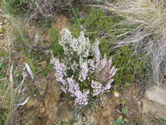 Erica paniculata