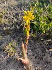 Bulbine latifolia