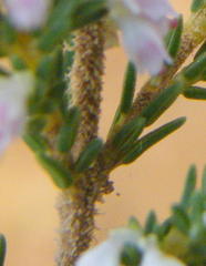 Erica paniculata